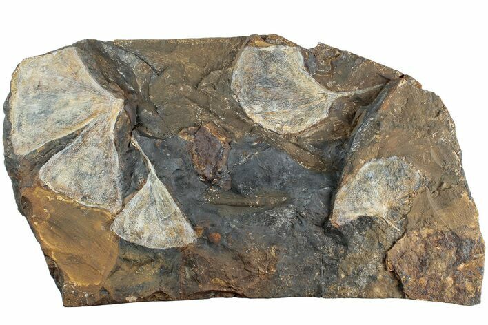 Fossil Ginkgo Leaf Plate From North Dakota - Paleocene #238846
